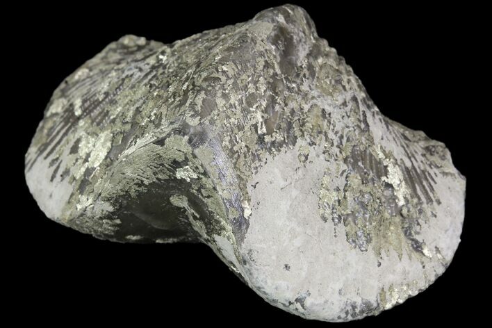 Pyrite Replaced Brachiopod (Paraspirifer) - Ohio #89737
